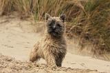 CAIRN TERRIER 360